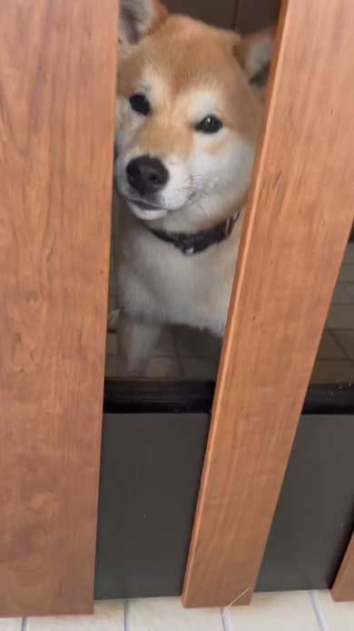 玄関でパパとママを待つ柴犬