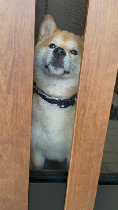 玄関でパパとママを待つ柴犬