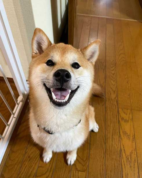 玄関でパパとママを待つ柴犬