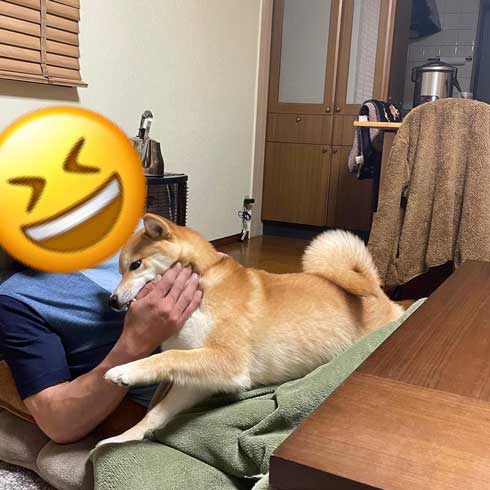 玄関でパパとママを待つ柴犬