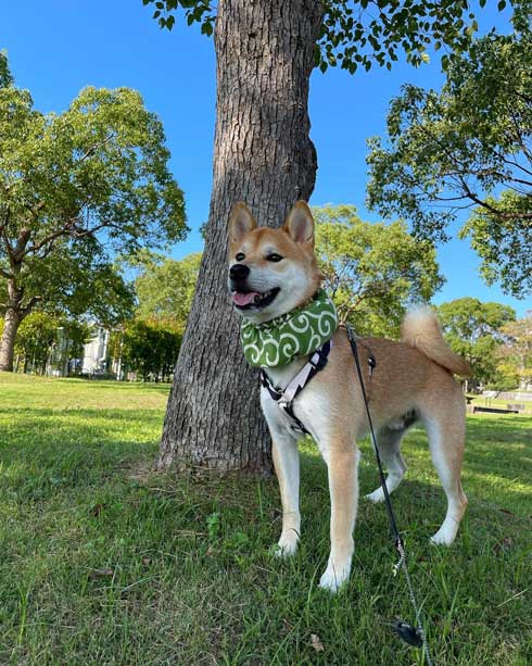 玄関でパパとママを待つ柴犬