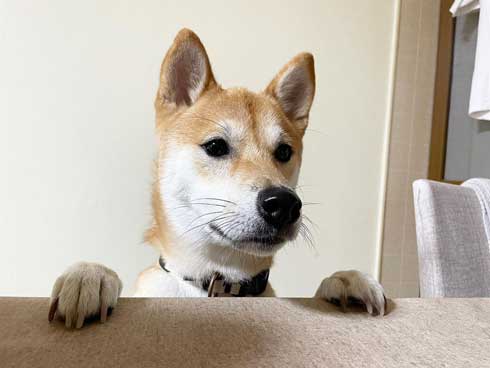 玄関でパパとママを待つ柴犬