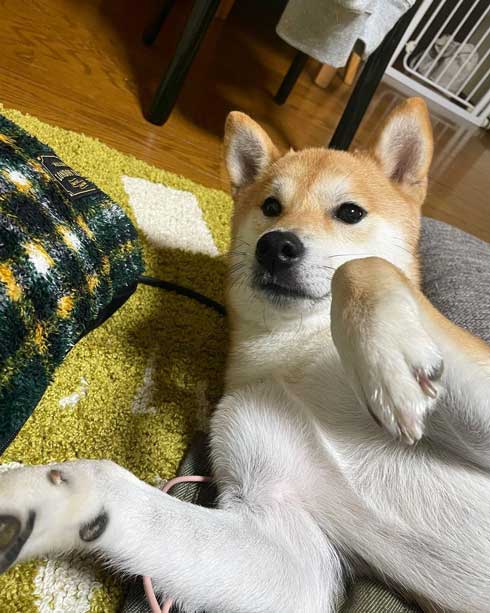 玄関でパパとママを待つ柴犬