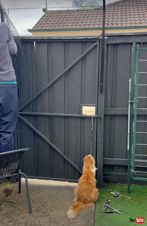 小さな穴から脱走する猫