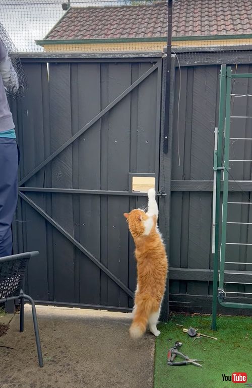 小さな穴から脱走する猫