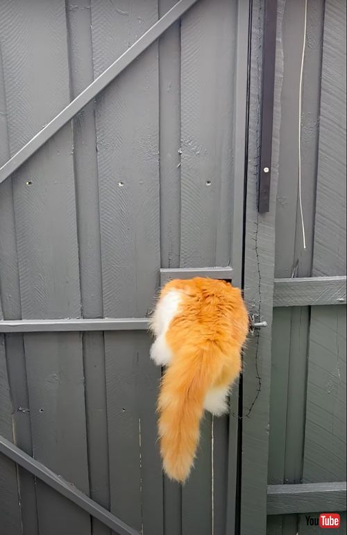 小さな穴から脱走する猫