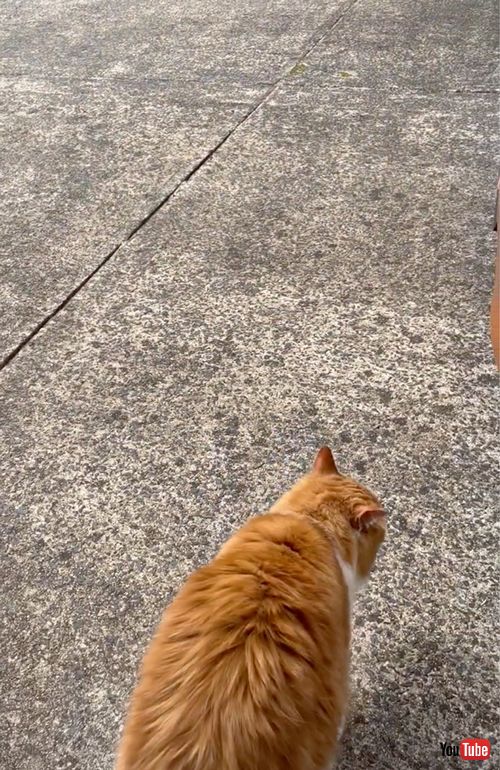 小さな穴から脱走する猫