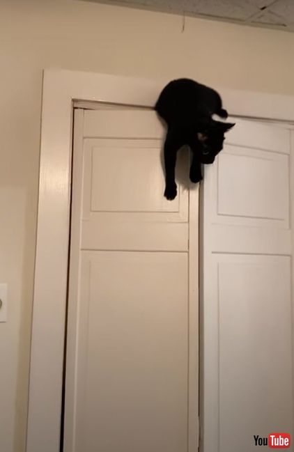 バランス感覚を見せる猫