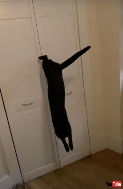 ジャンプする猫