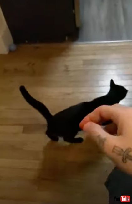 うれしそうな猫