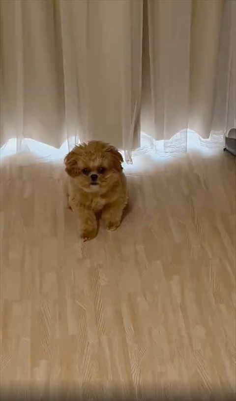 お座りしてるワンコ