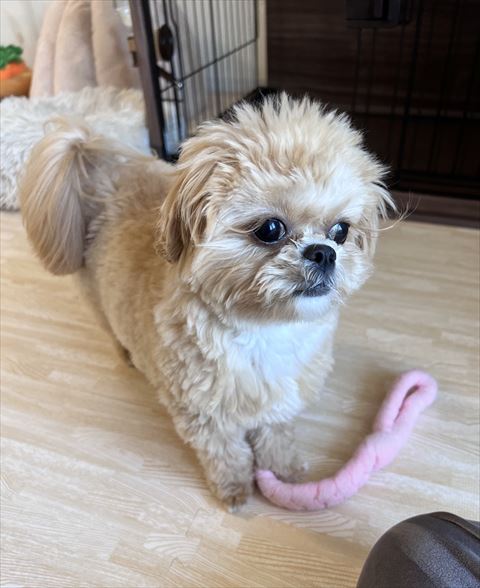 まつ毛があるように見えるワンコ