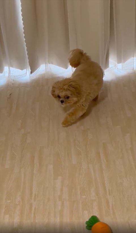 左前足だすワンコ