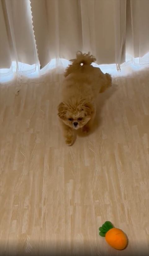 後ろ足をあげるワンコ