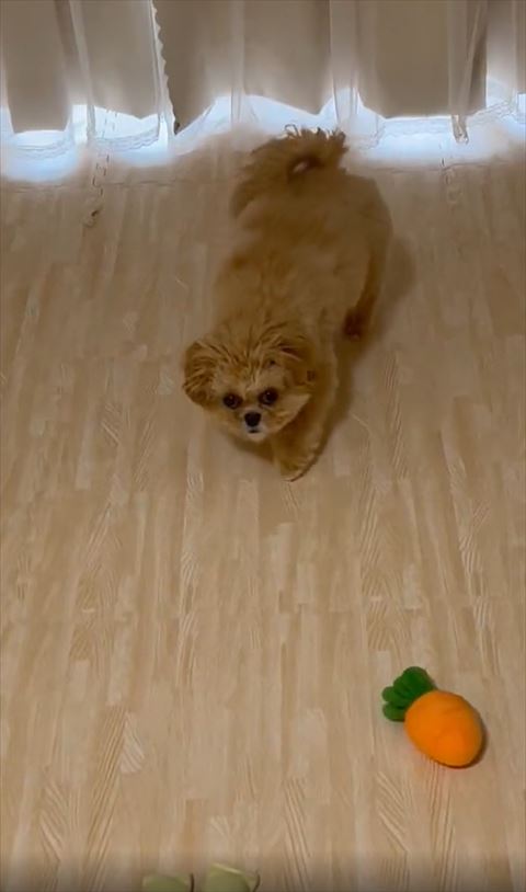 少し近づいてみあげるワンコ