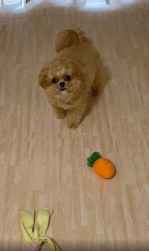 近くで見上げてくるワンコ