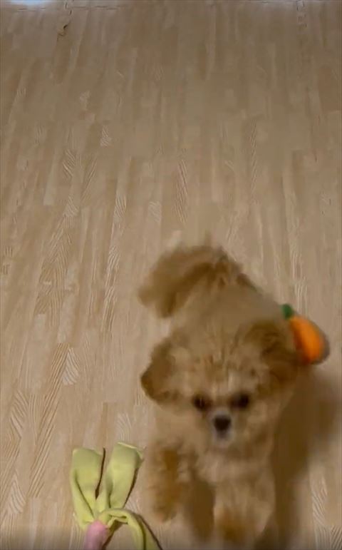 とびかかってくるワンコ