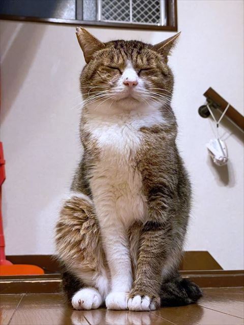 お座りして目をつむってる猫