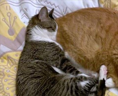 お尻を吸う猫と寝てる猫