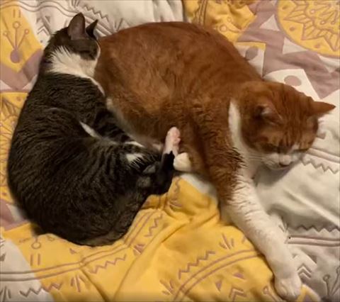 お尻を吸う猫と寝てる猫