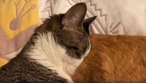 お尻を吸う猫アップ