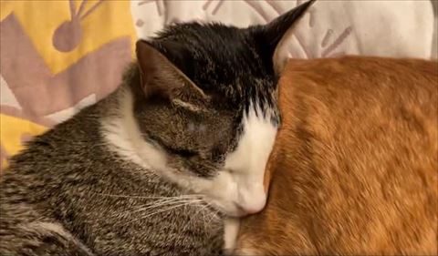 お尻に寄り添う猫ちゃん