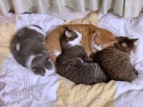 布団で集まって寝てる猫正面