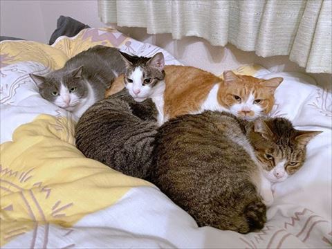 布団で集まって寝てる猫正面カメラ目線