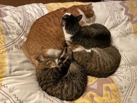 真ん中に挟まれて猫吸いしてる猫ちゃん