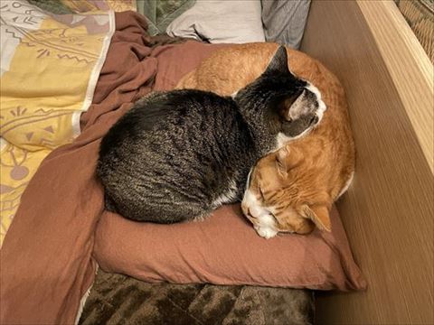 座布団で寝る猫ちゃんとその上で寝る猫ちゃん