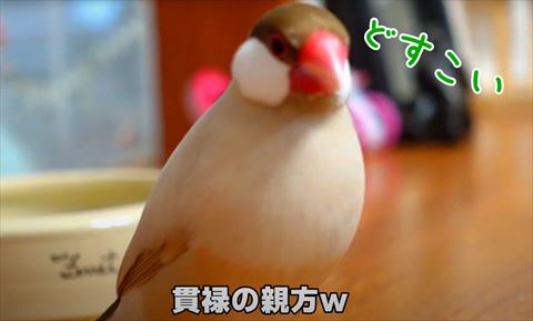 どすこいテロップ