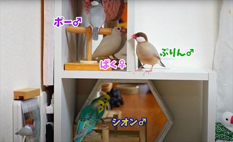 小鳥たちの写真