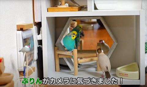 鏡みる文鳥