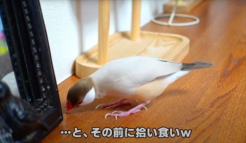 つまみ食いテロップ