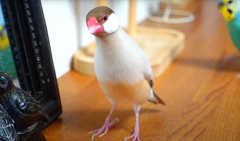 首を長くしてのぞく文鳥