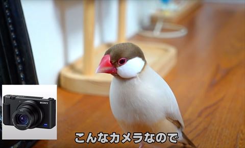 こんなカメラテロップ