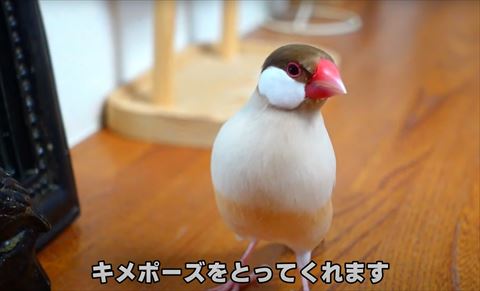 決めポーズテロップ