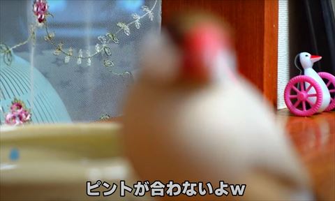 ピントが合わないテロップ