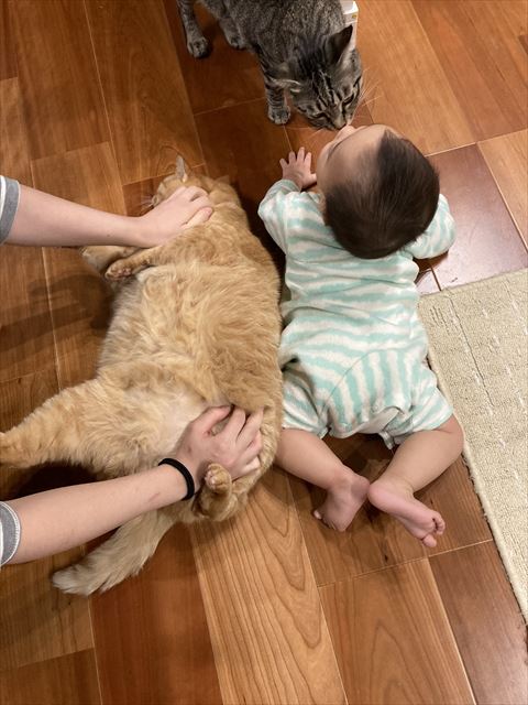 横になる猫ちゃんと赤ちゃん