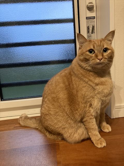 窓の前にいる猫ちゃん