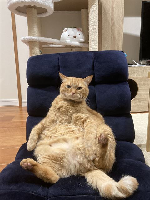椅子に座ってお腹見せてる猫ちゃん