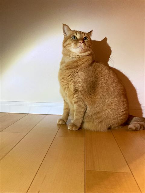 スポットライトあびてるすずくん