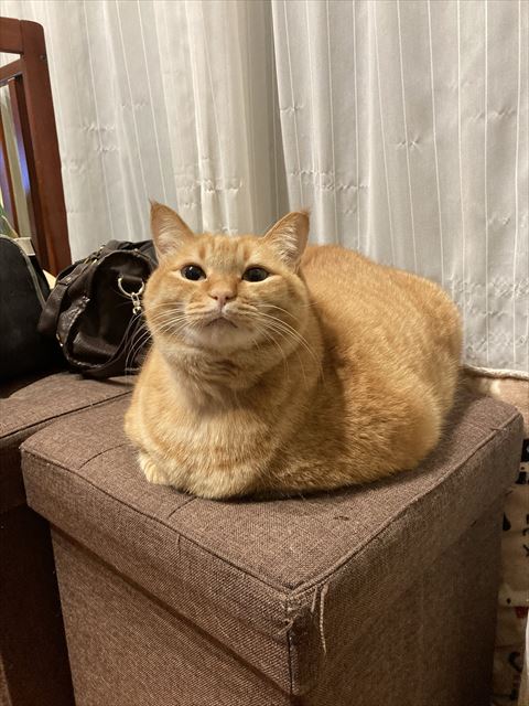 お手てないない