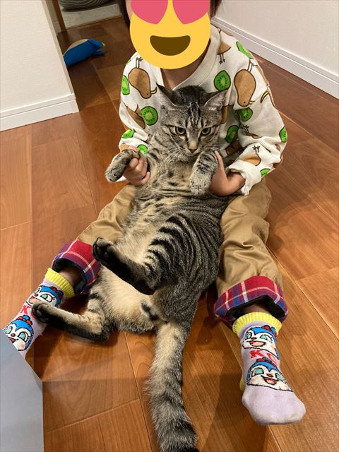 キジトラ猫ちゃん