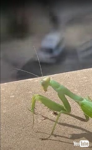人間とカマキリ