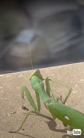 人間とカマキリ