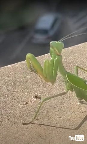 人間とカマキリ