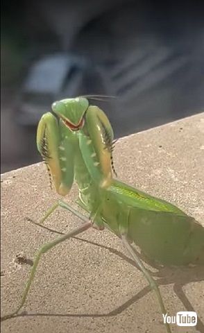 人間とカマキリ