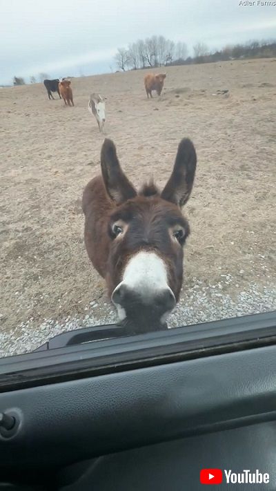 ドアを開けるロバ