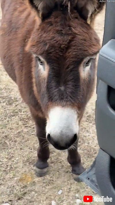 お出迎えするロバ